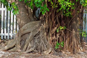 안경원숭이의 서식지인 피쿠스 나무