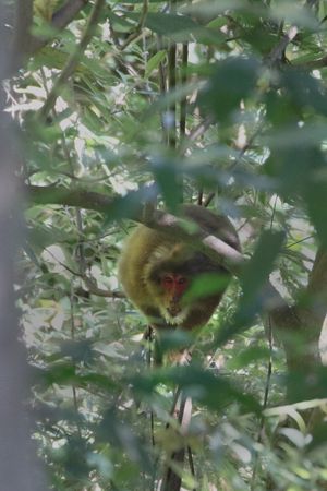 인도 아루나찰프라데시 왈롱에서.