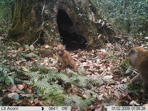 인도 이글네스트 야생동물 보호구역에서 카메라 트랩에 포착된 아루나찰마카크