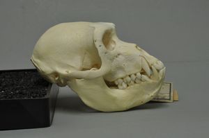 독일 비스바덴의 비스바덴 박물관에서 촬영한 두개골