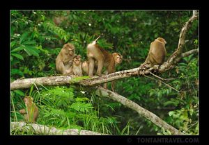 나뭇가지에서 휴식중인 북부돼지꼬리마카크 무리