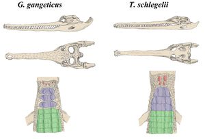 가비알(인도 가비알)과 비교.