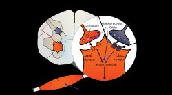 다양한 근이완제의 작용을 보여주는 척수와 골격근의 모습 – 화살표로 끝나는 검은색 선은 선의 대상(표적)을 강화하는 화학 물질 또는 작용을 나타내고, 사각형으로 끝나는 파란색 선은 선의 대상(표적)을 억제하는 화학 물질 또는 작용을 나타낸다.