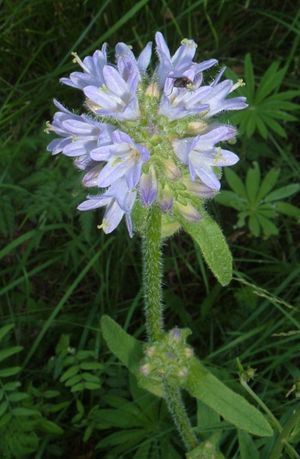 Campanula cervicaria