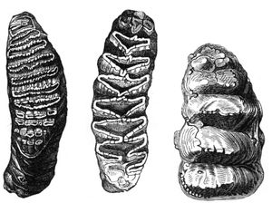 코끼리 (왼쪽)와 아프리카코끼리 (가운데)의 횡제치 어금니, 횡제치가 아닌 마스토돈 (오른쪽)과 비교