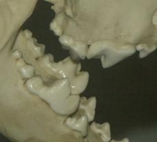 유라시아 늑대의 카르나시알