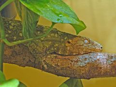 리치도마뱀붙이 근접 사진