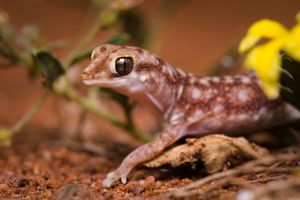 Eastern beaked gecko