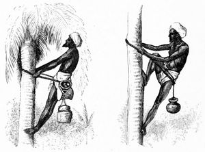 인도의 토디 채취꾼, 1870