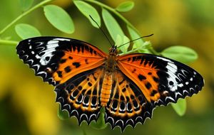 타밀 레이스윙, 이 지역 고유의 나비