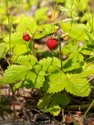 Fragaria vesca, 열매를 맺은 식물
