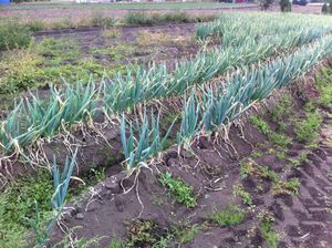밭에서 재배되는 파. 줄기(엽초)를 하얗게 하기 위해 흙을 북돋아 둑을 높게 만들어 재배한다.