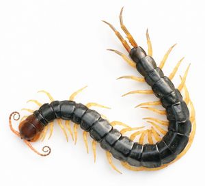 Scolopendra mutilans, 이전에는 S. subspinipes의 아종이었다.