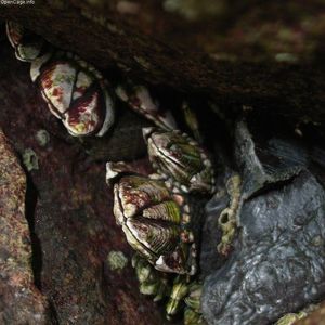 미야자키시아오시마 해안의 암초에 고착된 거북손