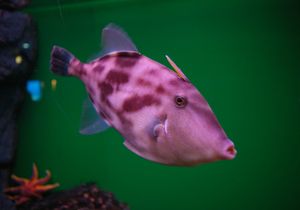 천적인 말쥐치. 노무라입깃해파리를 집단으로 습격하여, 2미터나 되는 해파리를 1시간 정도에 먹어치운다