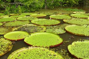 빅토리아 아마조니카