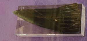 리조두스의 이빨