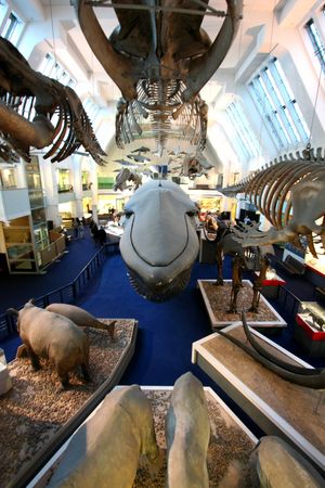 대형 포유류 홀