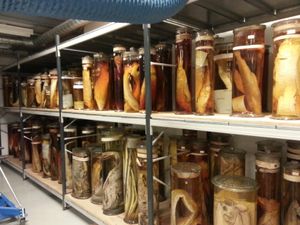 영혼 수집품의 일부