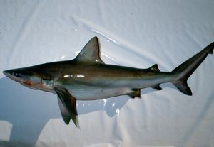 큰코상어 (Carcharhinus altimus)