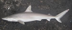 검은코상어 (Carcharhinus acronotus)