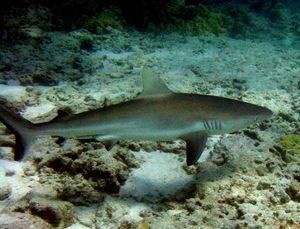 갈라파고스상어 (Carcharhinus galapagensis)