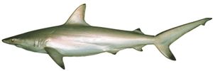오스트레일리아 검은꼬리상어 (Carcharhinus tilstoni)
