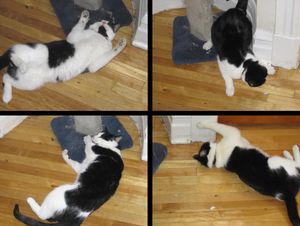 대부분의 집고양이에게 개박하의 효과는 구르기, 발로 치기, 뒹굴기 등이 있다. 개박하에 생물학적으로 영향을 받지 않는 고양이를 위해, 반응을 유발할 수 있는 다른 식물로는 쥐오줌풀의 뿌리와 잎, 개다래, 타타르 인동 나무가 있다.