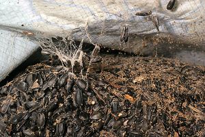 해바라기 씨의 피해