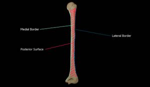 뒤쪽에서 본 위팔뼈의 모습. 위팔뼈의 안쪽 및 가쪽 경계와 뒤쪽 표면을 보여준다.