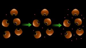 더 많은 양의 기질이 반응에 추가됨에 따라, 이용 가능한 효소의 결합 부위가 채워져 Vmax에 도달한다. 이 한계를 넘어서면 효소는 기질로 포화되고 반응 속도는 증가를 멈춘다.