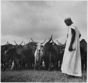 1950년경, 260km의 행군 후 지쳐 보이는 제부 소 떼(황소)가 베르베라티에 있는 콩파니 미니에르 드 르 우방기 본부에 도착한 모습