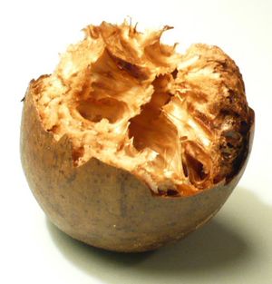 씨앗을 제거한 채로 잘라 말린 나한과(Siraitia grosvenorii)