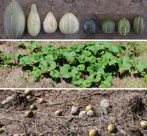 Cucurbita maxima subsp. andreana 열매(상단), 한창 자라는 식물(중간)과 수확기 말의 열매(하단). 불투명한 것은 같은 장소에 있는 다른 식물에서 이전 시즌에 남겨진 열매이다.