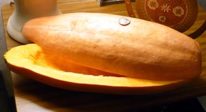 분홍 바나나 스쿼시, 씨를 제거하고 잘라 크기 비교를 위해 미국 25센트 동전과 함께 놓았습니다.