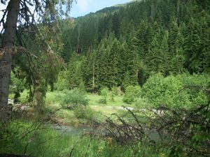  게르자비차 주변의 고대 숲