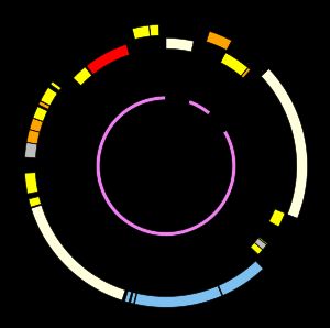 히드노라아과 식물인 Hydnora visseri의 매우 축소된 엽록체 게놈 지도