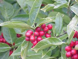 식나무(Aucuba japonica)