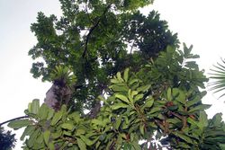 Vochysia guatemalensis}}