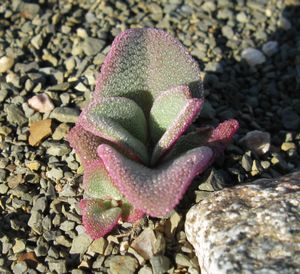 메셈브리안테뭄 게리치아눔 묘목, 번행초라는 이름에 영감을 준 표피 세포를 보여준다.