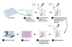 ELISA와 COVID-19 개략적인 흐름도 (doi.org/10.7717/peerj.10180)