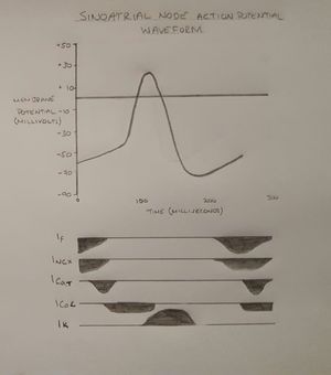 굴심방결절의 활동전위 파형과 주요 이온 전류. 아래쪽 방향은 이온이 세포 안으로, 위쪽 방향은 이온이 세포 밖으로 이동함을 뜻한다.