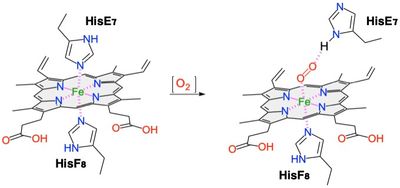 사이토글로빈의 헴 그룹이 글로빈 단백질의 주변 아미노산과 어떻게 상호작용하는지에 대한 다이어그램. 일반적으로 철은 양쪽의 히스티딘 잔기와 배위된다. 산소가 결합하려면 HisE7이 분리되어야 한다.
