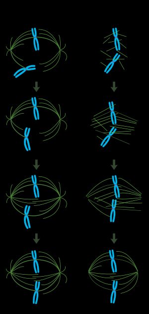 중심체 매개 "탐색 및 포획" 모델(왼쪽)에서 중심체에서 시작된 미세소관은 우연히 염색체와 접촉하여 키네토코어에서 안정화되어 방추체를 형성한다. 염색질 매개 "자기 조직화" 모델(오른쪽)에서 미세소관은 분열기 염색질 주변에서 생성되어 운동 단백질에 의해 양극 배열로 조직된다.