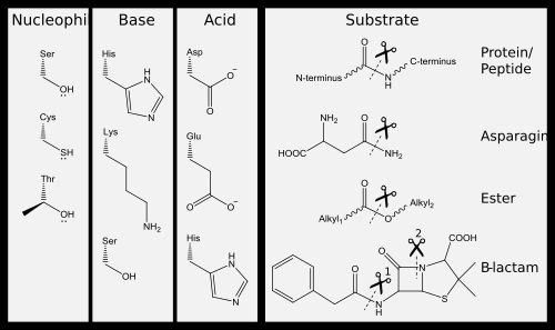 가수분해 효소의 활성 부위에서 발견되는 아미노산 잔기의 범위. 왼편에는 친핵체, 염기 및 산 삼잔기 구성원이 있다. 오른편에는 가위로 표시된 분해 가능한 결합을 가진 기질이 있다. 베타-락탐의 두 개의 결합이 분해될 수 있다 (1은 페니실린 아실라제에 의해, 2는 베타-락타마제에 의해).