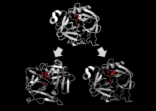 촉매 삼잔기에서 서로 다른 친핵체를 사용하도록 분기 진화한 PA 족 단백질 분해 효소. 키모트립신과 TEV 단백질 분해 효소의 시스테인 삼잔기가 표시되어 있다.