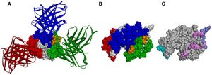 닭 알 리소자임(HEL) 항원의 구조. (A) 세 개의 Ab(리본 표현)과 함께 HEL의 3차원 구조(CPK 표현). (B) (A)와 동일한 세 개의 에피토프에 따라 색상이 지정된 HEL의 구조. (C) Discotope(밝은 파란색), ellipro(보라색) 및 seppa(분홍색)에 의해 예측된 에피토프에 따라 색상이 지정된 HEL의 구조.