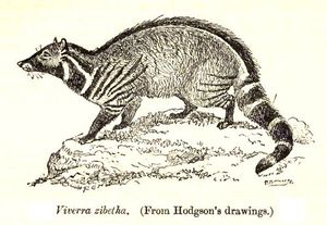 큰인도사향고양이, 브라이언 호튼 호지슨의 그림