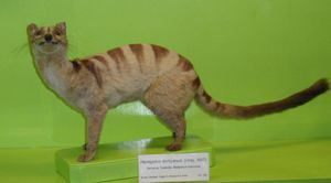 제노바 자연사 박물관에 전시된 표본