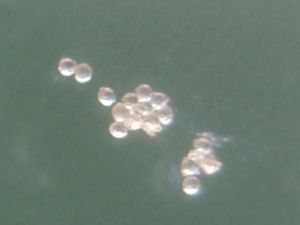 커피 식물의 꽃가루 입자